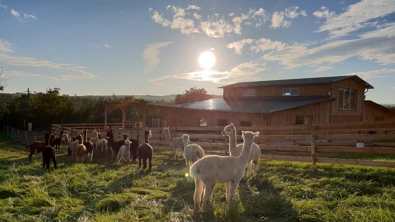 Die kuscheligen Alpakas, © Alpakazucht Siebenhirten Die kuscheligen Alpakas, © Alpakazucht Siebenhirten
