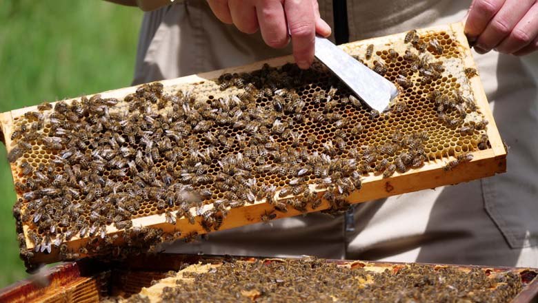 Bienen, © Familie Waismayer Bienen, © Familie Waismayer