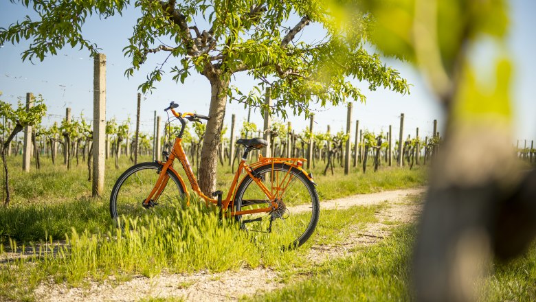 Radfahren im Weinviertel, © Weinviertel Tourismus GmbH / POV / Robert Herbst Ein orangefarbenes Fahrrad lehnt an einem Baum in einem Weinberg bei sonnigem Wetter.