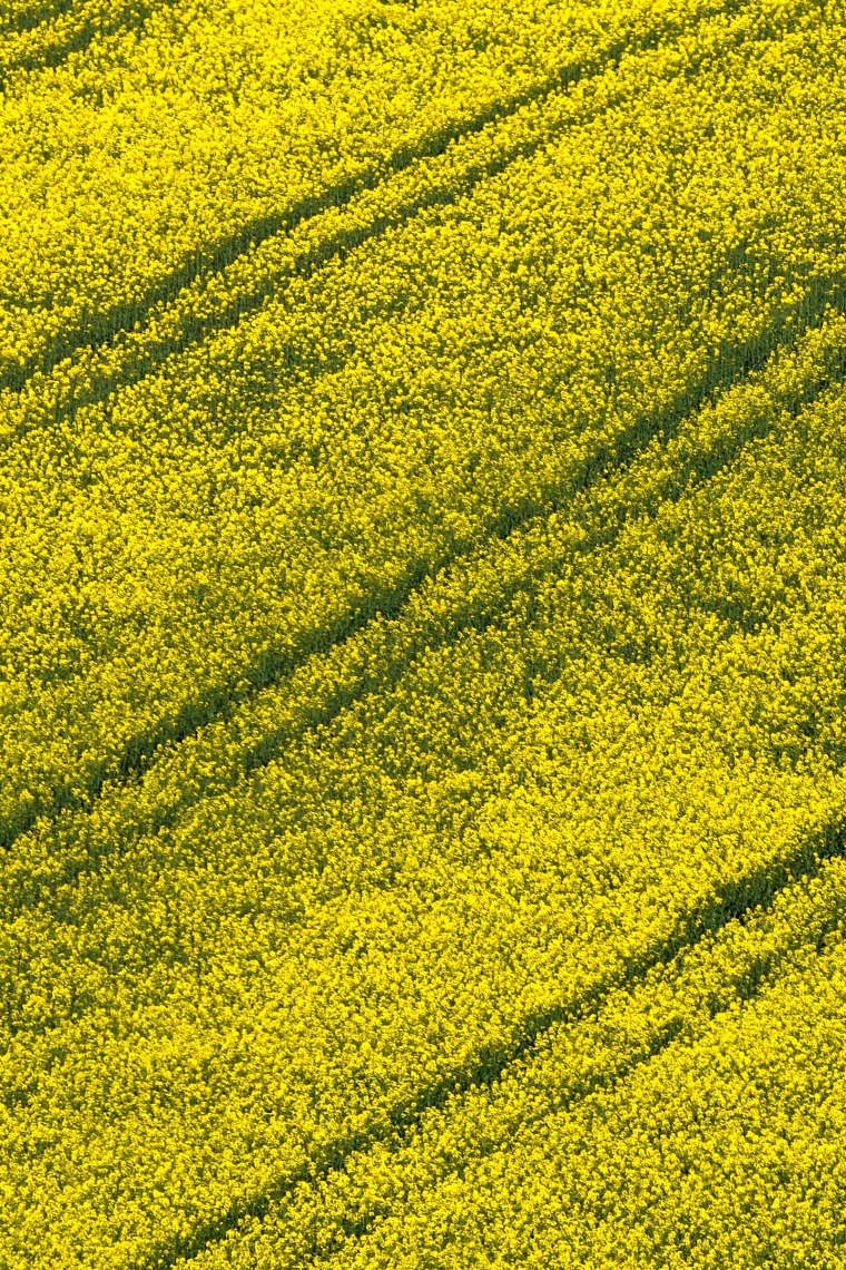 Rapsfeld, © Weinviertel Tourismus / Mandl Rapsfeld, © Weinviertel Tourismus / Mandl