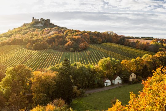 Dann wenn Weinorte vom bunten Farbmantel bedeckt werden,, © Niederösterreich Werbung / Michael Liebert