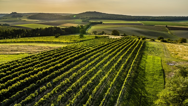 Weinviertler Landschaft, © Robert Herbst Weinberge in hügeliger Landschaft bei Sonnenuntergang.
