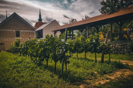 die Geschichte des Weines im Vino Versum zu erforschen., © Niederösterreich Werbung / Michal Petrů