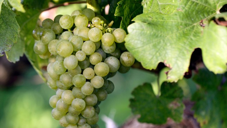 Rebstock mit Traube, © Weinviertel Tourismus / Christine Wurnig Nahaufnahme einer grünen Weintraube am Rebstock mit grünen Blättern.