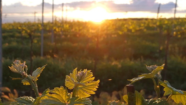 Romantischer Ausblick vom Weingarten, © Bio Weinbauernhof Wiesinger Romantischer Ausblick vom Weingarten, © Bio Weinbauernhof Wiesinger