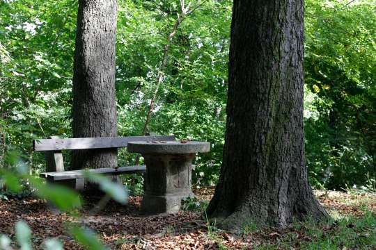 Waldlichtungen bieten schattige Plätzchen ..., © Weinviertel Tourismus / Wurnig Waldlichtungen bieten schattige Plätzchen ..., © Weinviertel Tourismus / Wurnig