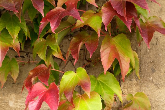 Bunte Blätter ragen die Mauern empor ..., © Weinviertel Tourismus / Wurnig