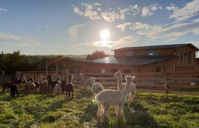 Die kuscheligen Alpakas, © Alpakazucht Siebenhirten Die kuscheligen Alpakas, © Alpakazucht Siebenhirten