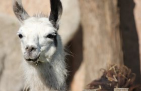 Lama, © Ruth Trinkler Nahaufnahme eines weißen Lamas mit dunklen Ohren, das in die Kamera schaut.