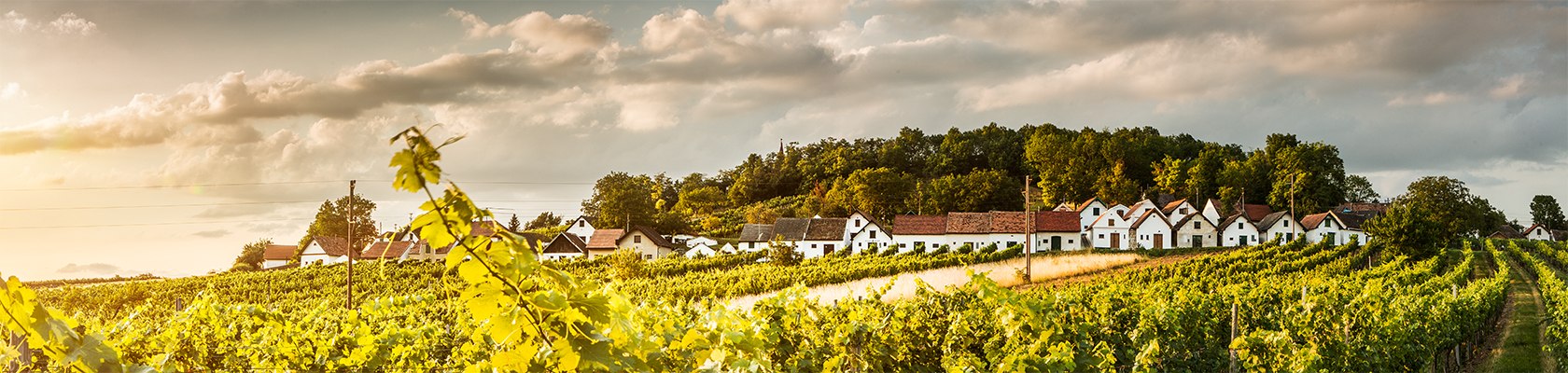 Weinherbst im Weinviertel, © Niederösterreich Werbung / Michael Liebert
