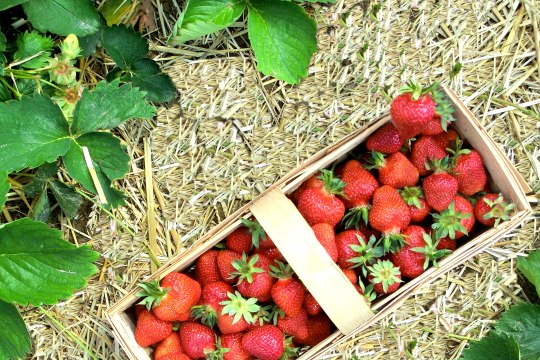 Erdbeerfans findet man zumeist am Erdbeerfeld, , © Weinviertel Tourismus Erdbeerfans findet man zumeist am Erdbeerfeld, , © Weinviertel Tourismus