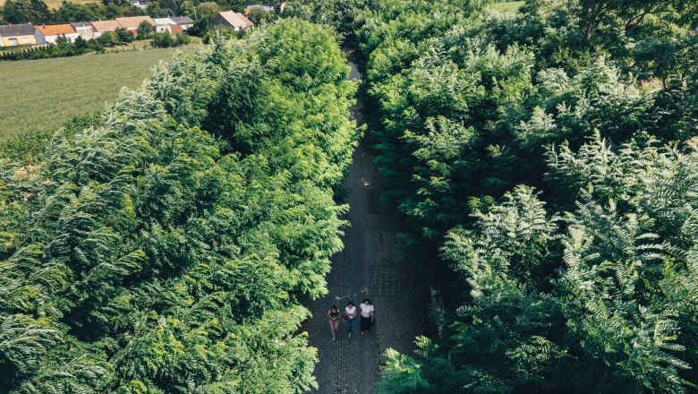 Wine cellar lane Radyweg, © Niederösterreich Werbung / Ian Ehm Three people are walking along a tree-lined path in Poysdorf.
