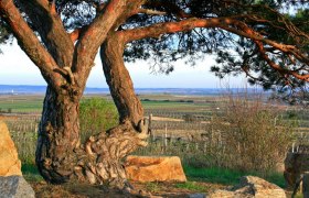 Schwarze F&ouml;hre bei Mitterretzbach, &copy; Gemeinde Retzbach
