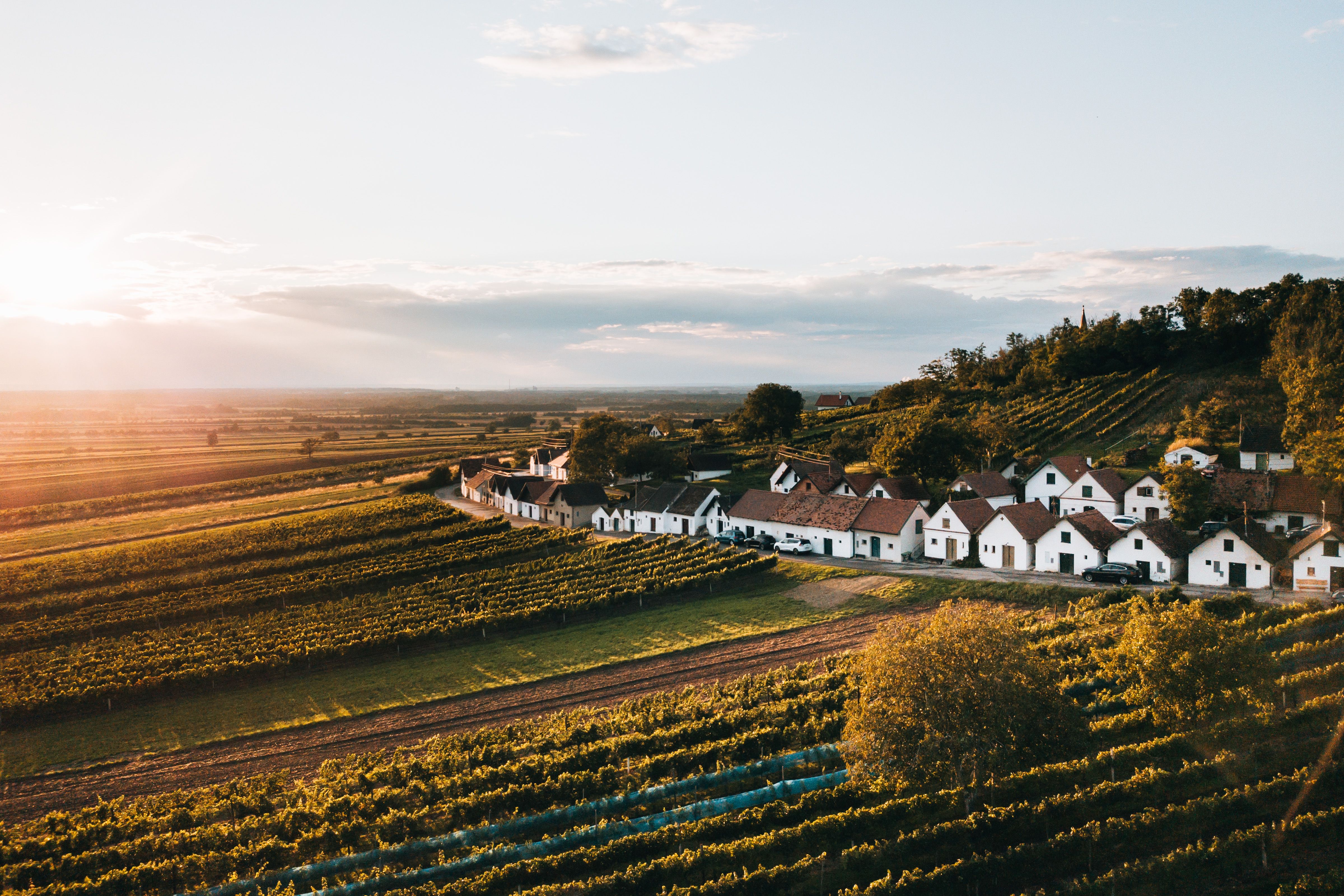 Luftaufnahme der Kellergasse Galgenberg in Wildendürnbach, umgeben von Weinbergen bei Sonnenuntergang.