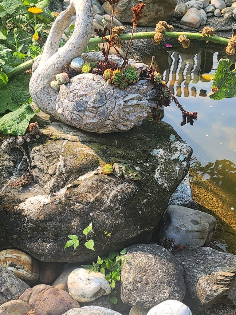 der Froschkönig beim Sonnenbad