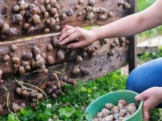 Eine Person sammelt Weinbergschnecken von einem Holzbrett in einen Korb.