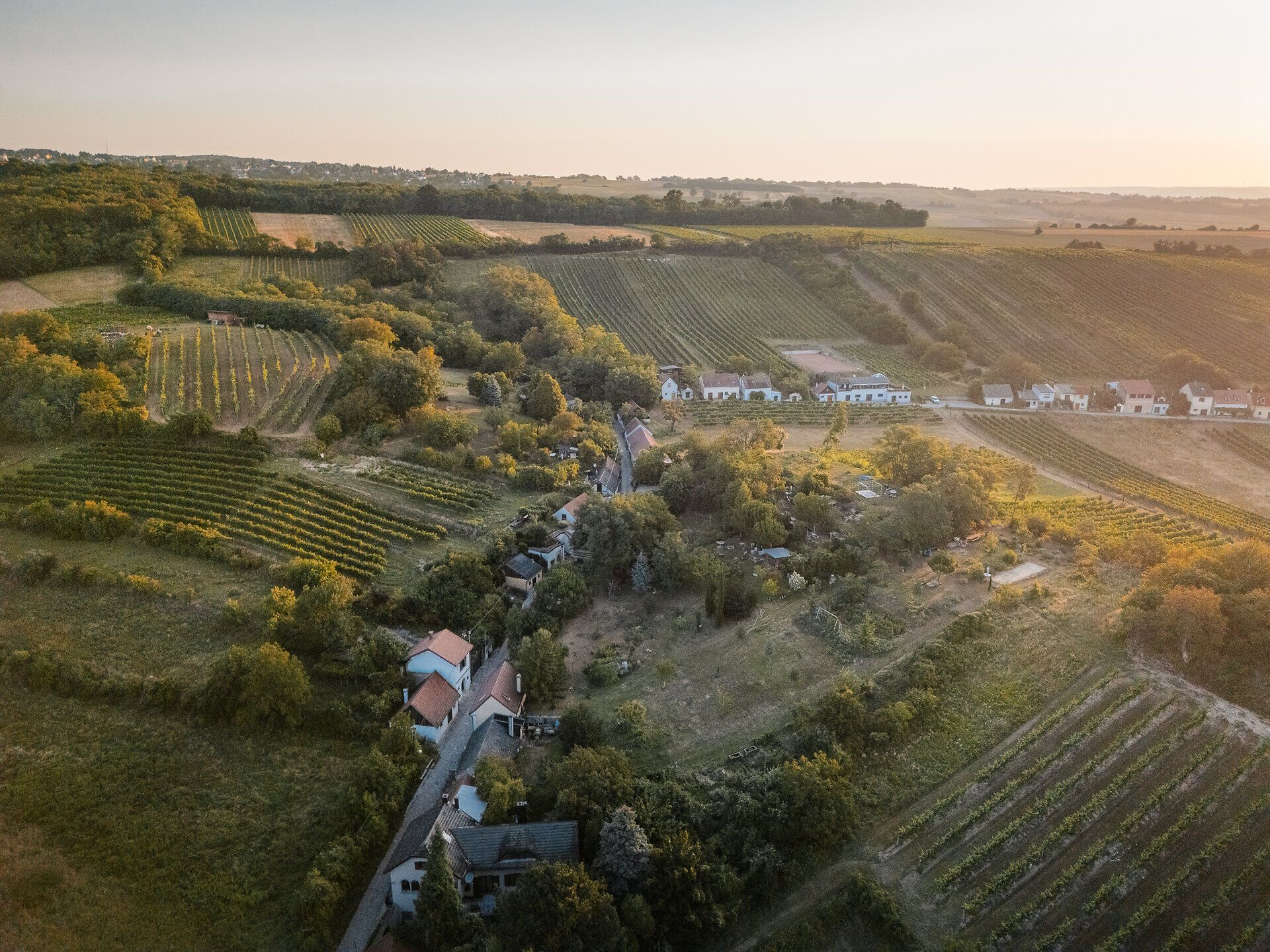 Eingebettet in Weingärten und die sanft-hügelige Landschaft des Weinviertels liegt eine Kellergasse mit Presshäusern und Kellern.