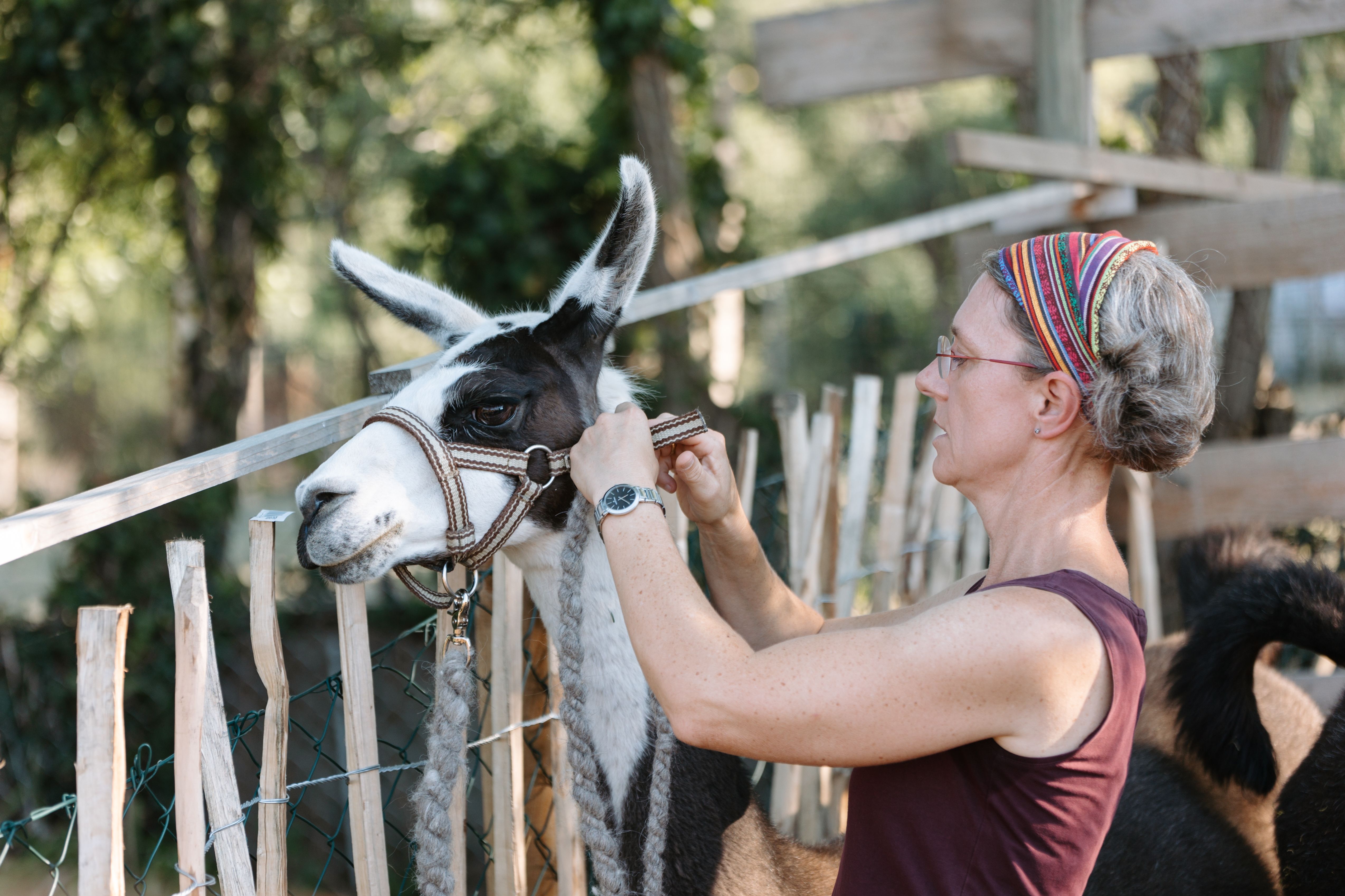 Eine Frau befestigt ein Halfter an einem Lama in einem eingezäunten Bereich.