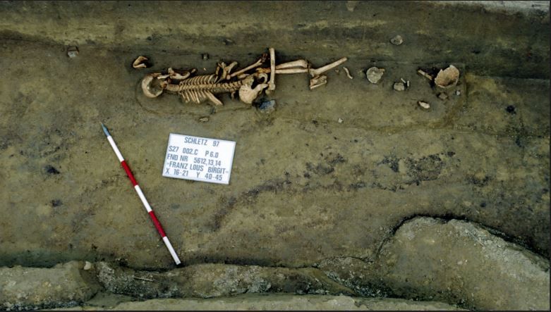 Archäologische Ausgrabung mit Skelett und Maßstab.