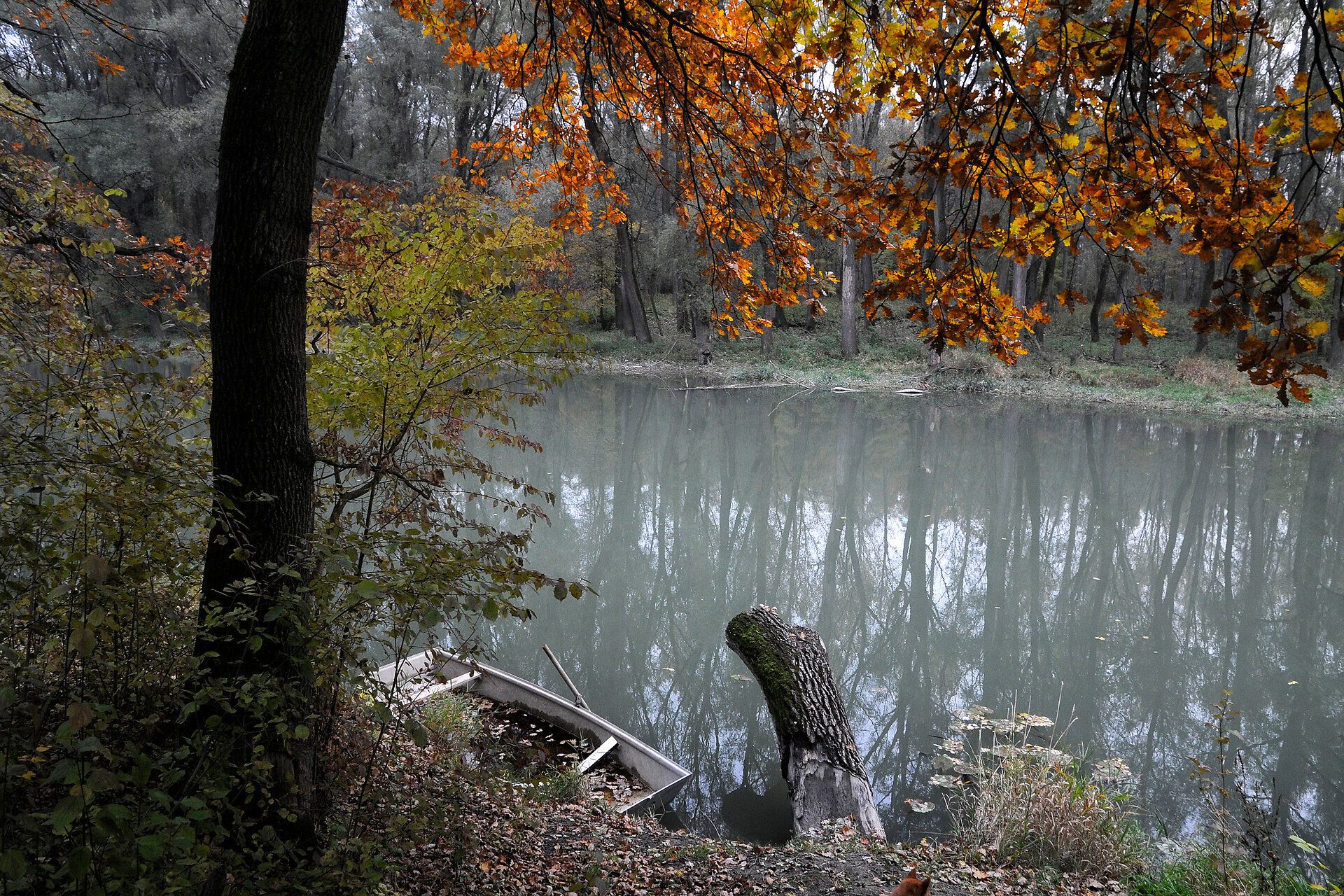 Die sanften Wellen des Wassers spiegeln die warmen Farben des Herbstlaubs wider, während die ruhige Atmosphäre der Stockerauer Au zum Verweilen einlädt. Ein verstecktes Paradies, wo die Natur in voller Pracht erstrahlt und die Seele zur Ruhe kommt.