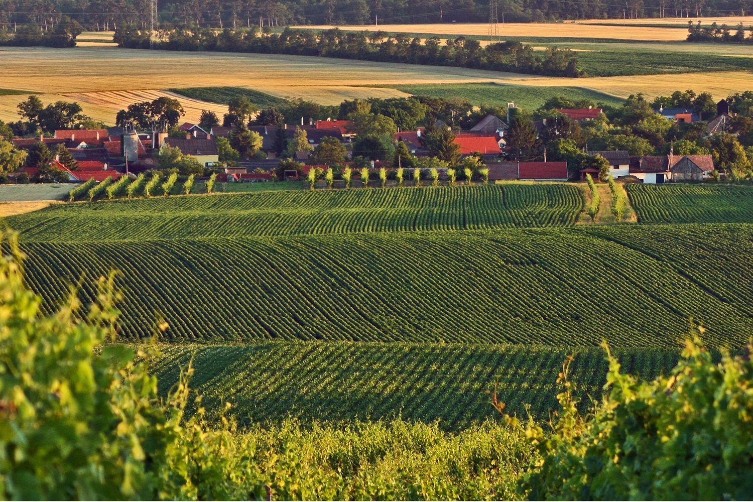 Landschaft mit Weinbergen und Dorf im Hintergrund.