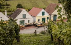 Durch eine Weingartenzeile fällt der Blick auf Presshäuser, die sich in einer Kellergasse aneinander reihen.