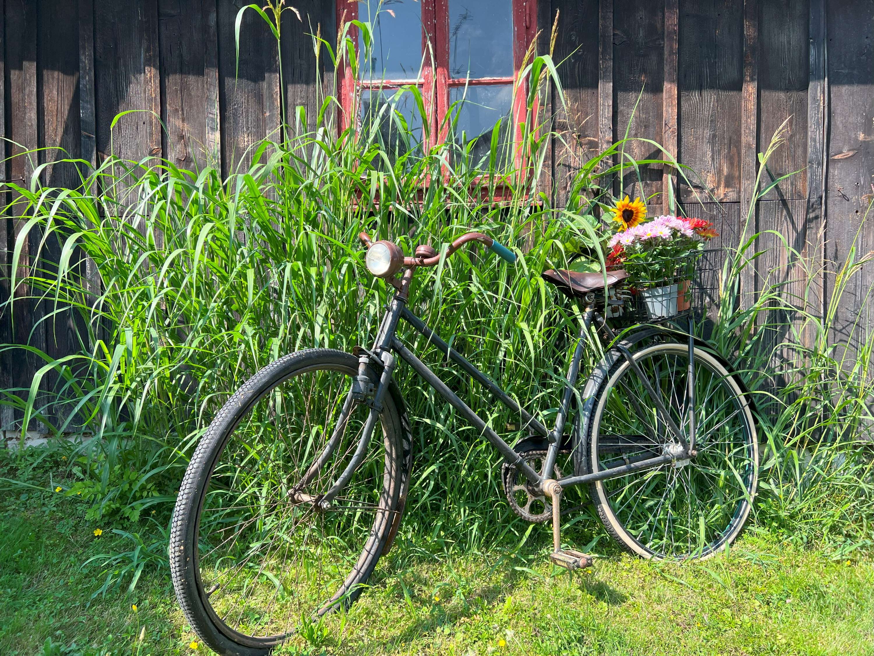Ein altes Fahrrad mit einem Korb voller Blumen steht vor einer Holzwand, umgeben von hohem Gras.