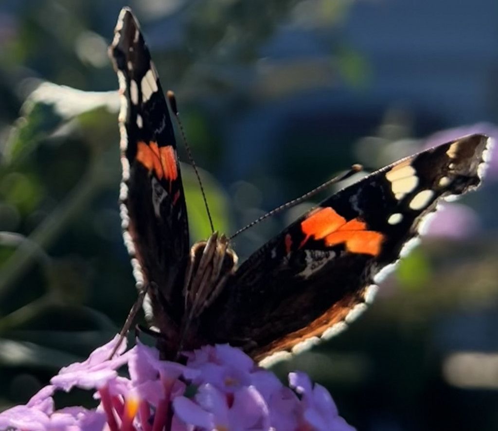 wunderschöner Schmetterling Naturkunde Hexengarten Angela Dangl