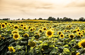 Sonnenblumenfeld, © Weinviertel Tourismus / Robert Herbst