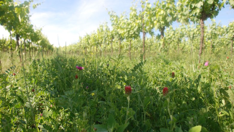 Weingarten mit gr&uuml;nen Reben und Wildblumen im Vordergrund.