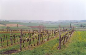 Durch Weingärten wandern, © Gemeinde Gaweinstal