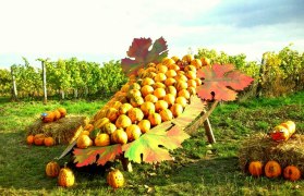 Prachtvolle K&uuml;rbisdekorationen in der Kellergasse Maulavern, &copy; Ludwig Fiedler