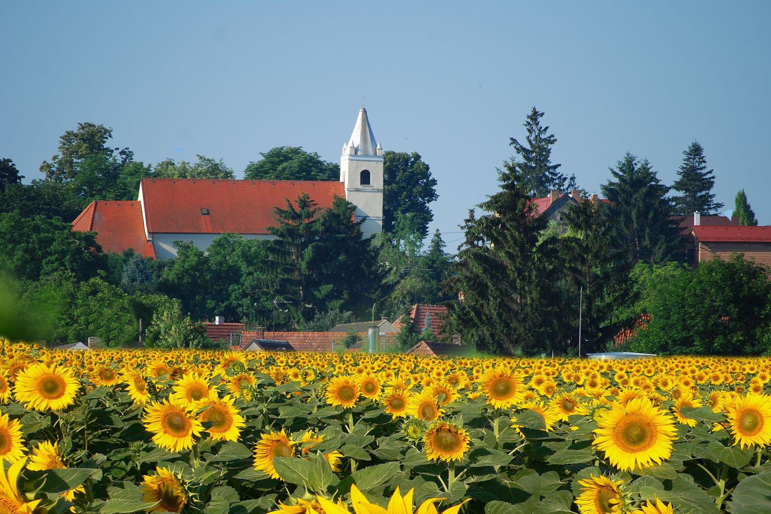 Eine Kirche mit rotem Dach und Turm im Hintergrund, umgeben von Bäumen, vor einem großen Sonnenblumenfeld.