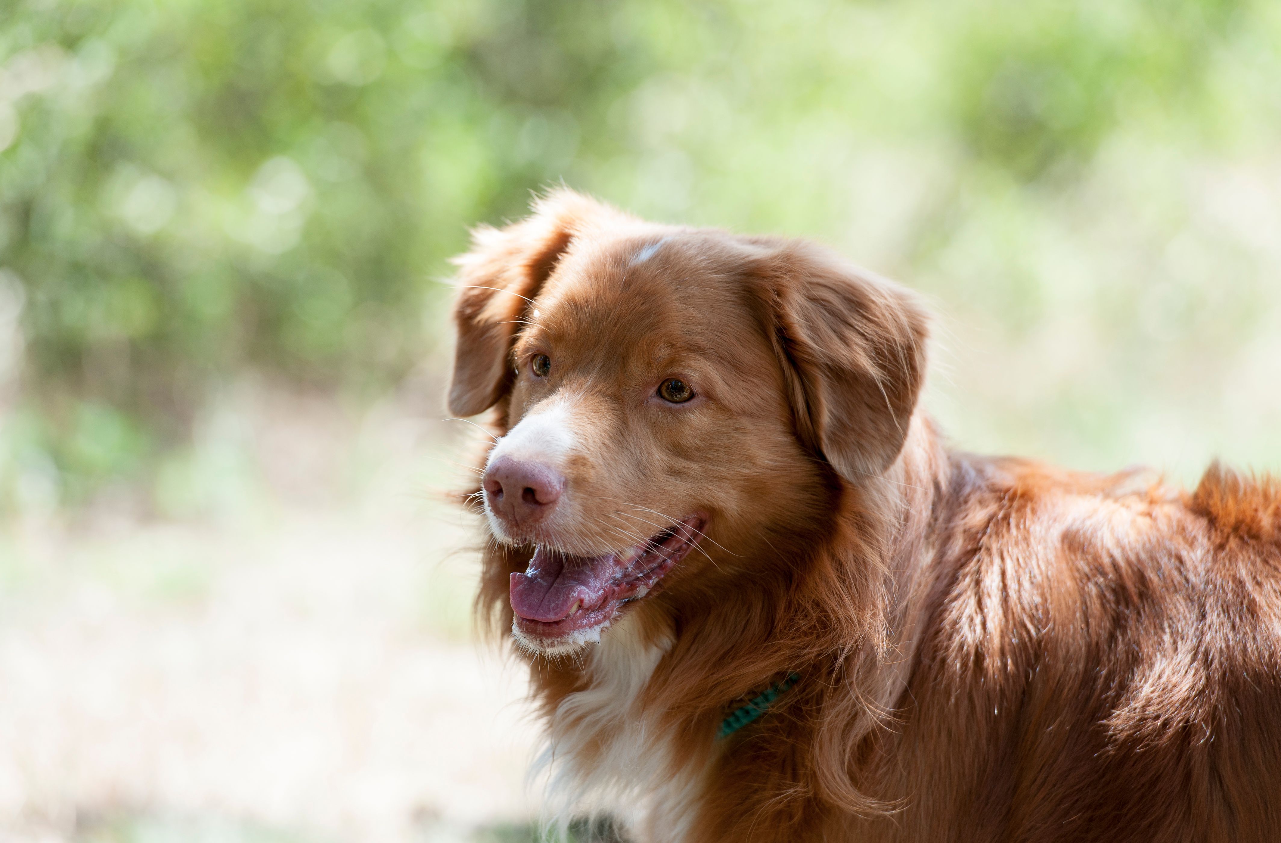 Ein brauner Hund steht fröhlich bei Sonnenschein in der Landschaft.