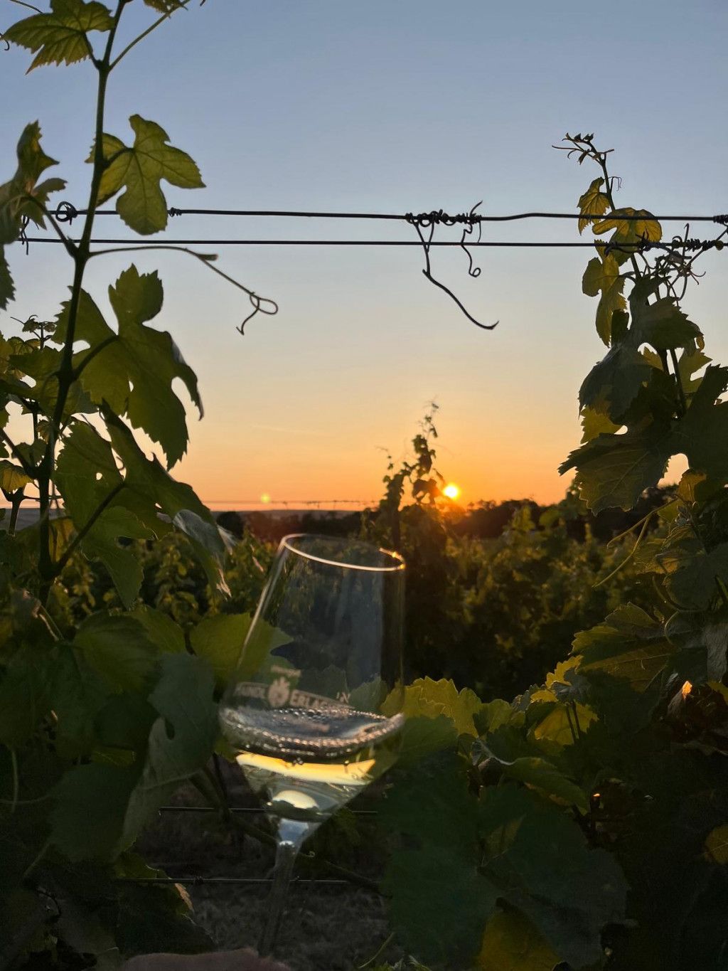 Sunset Tasting im Weinglas