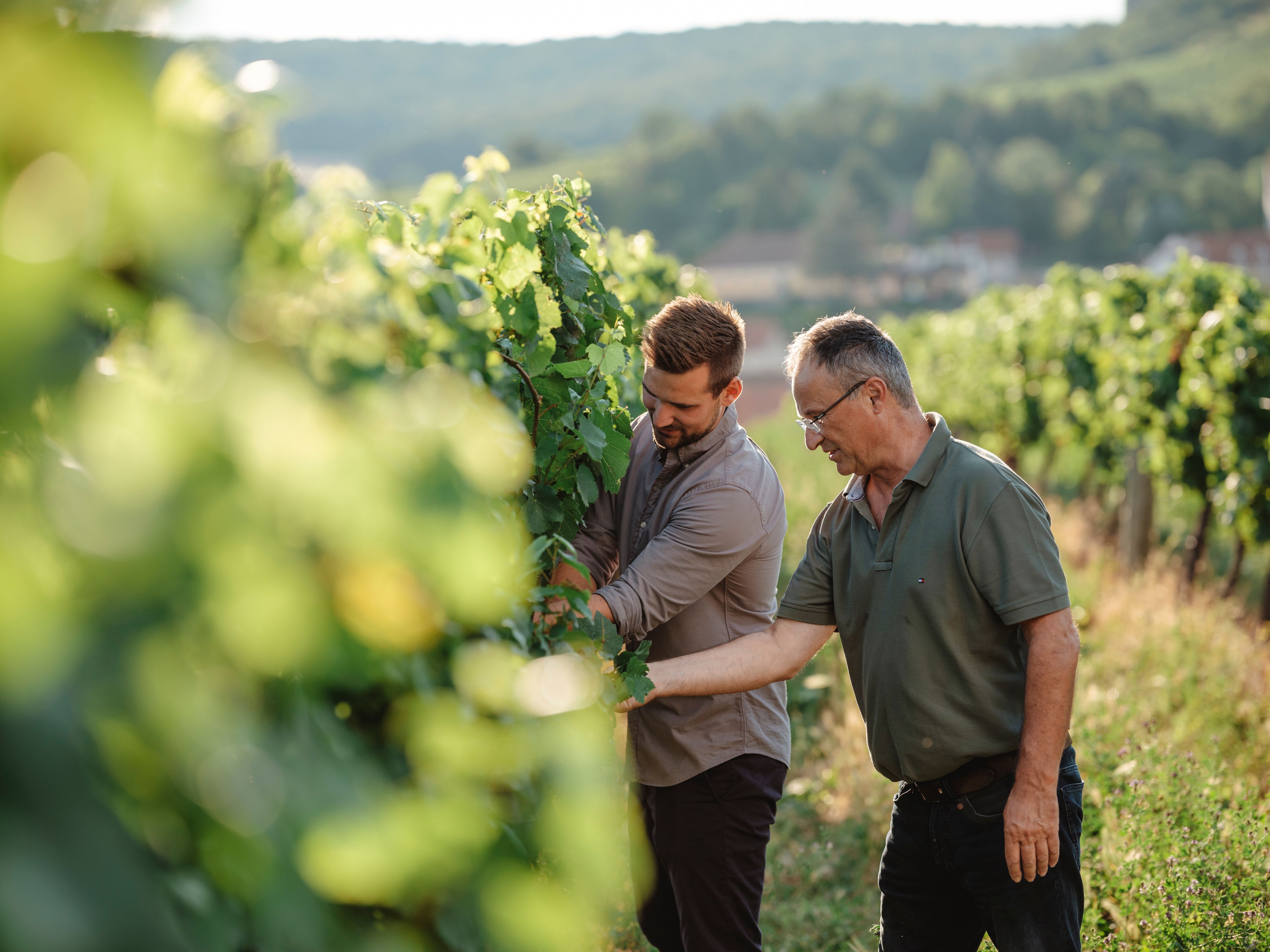 Two men inspecting vines in a sunny vineyard.