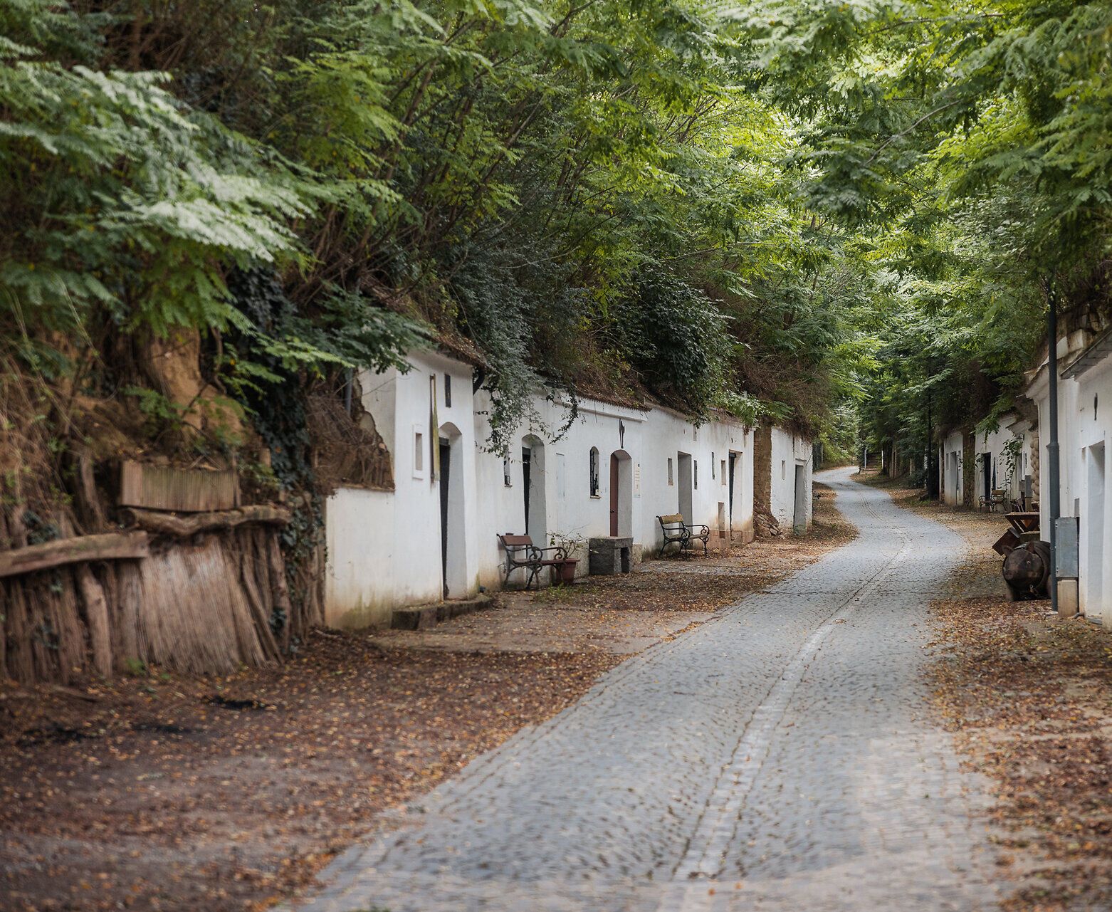 Eine Hohlwegkellergasse mit Kopfsteinpflaster ist mit Robinien überwachsen, weiß gekalkte Keller liegen links und rechts im Löss.
