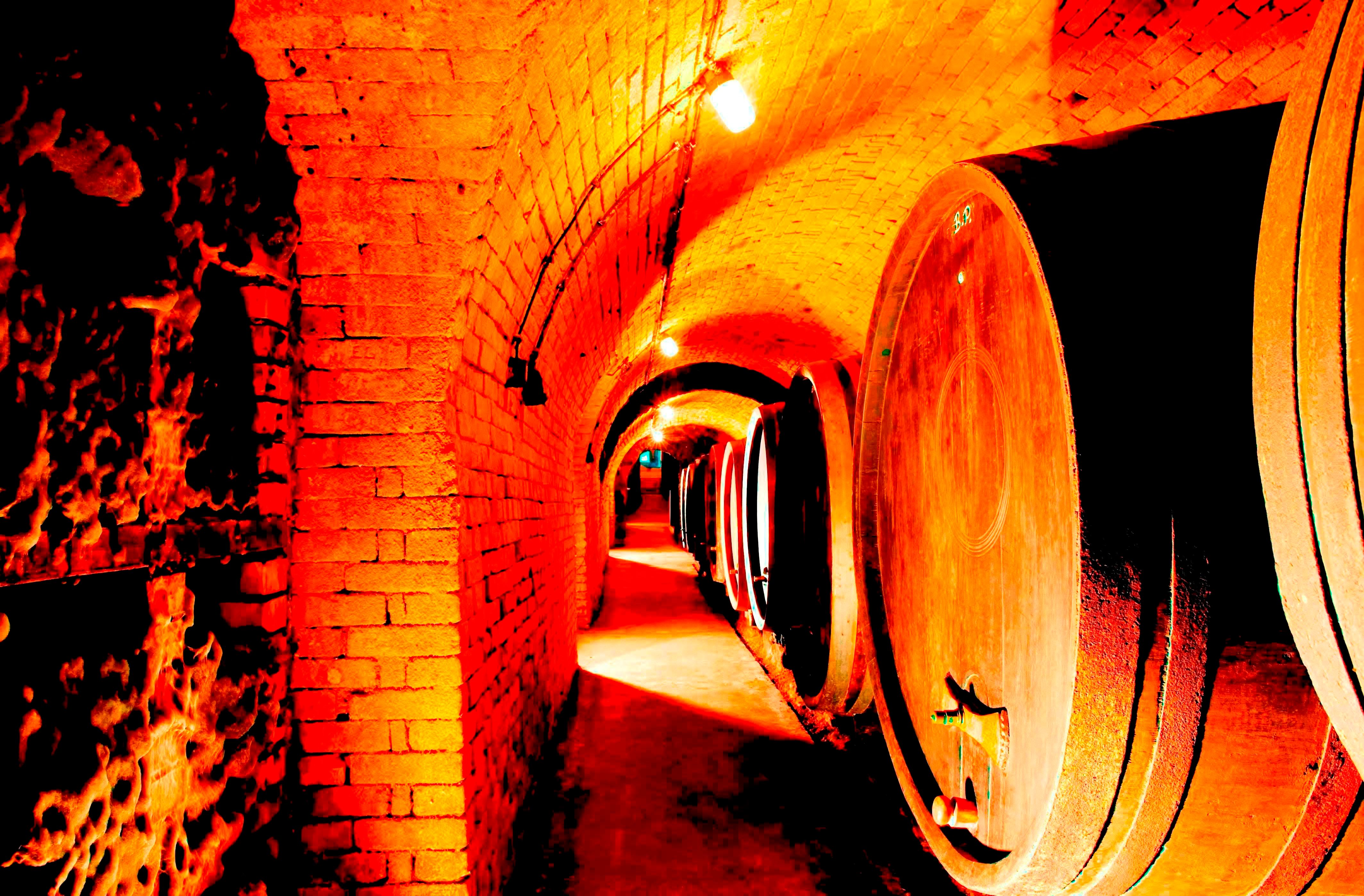 A wine cellar with large wooden barrels on the walls and an illuminated, vaulted ceiling.