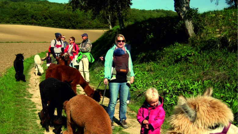 Gruppe von Menschen mit Alpakas auf einem Wanderweg in ländlicher Umgebung.