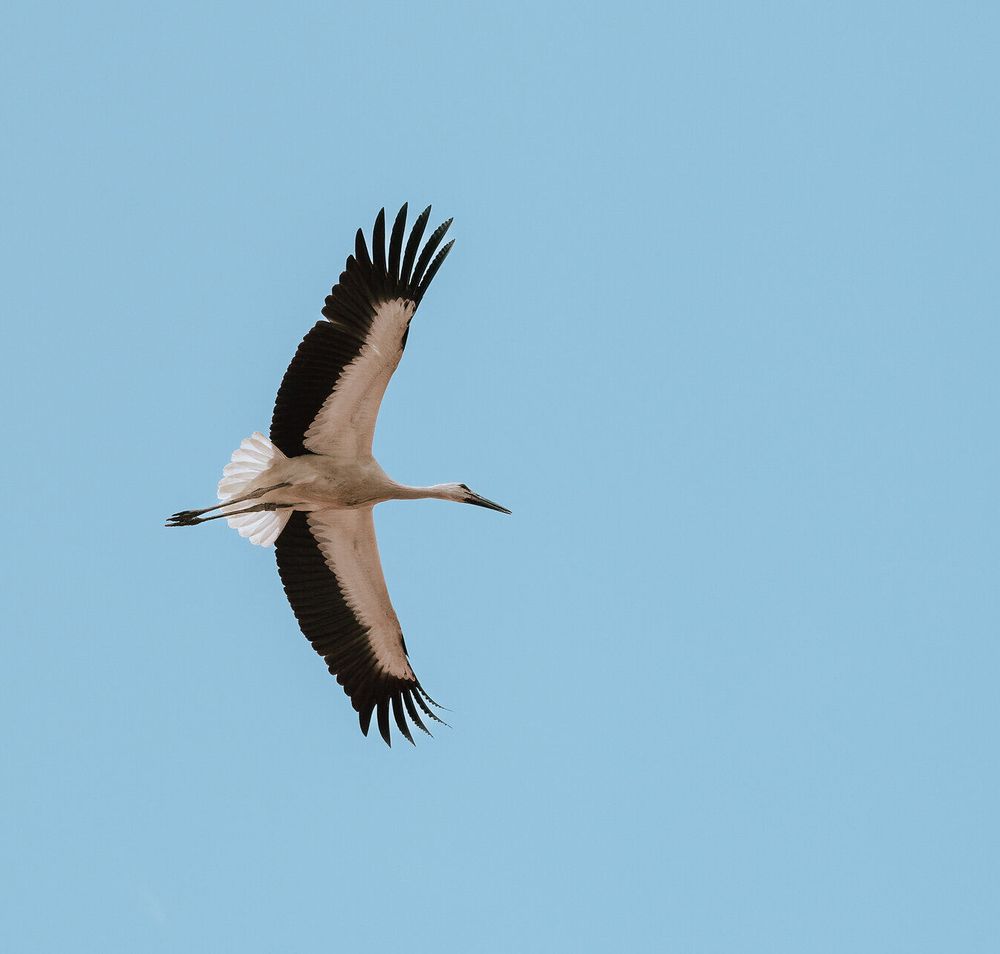 Hoch oben am strahlend blauen Himmel gleitet ein majestätischer Storch, seine langen Flügel elegant ausgebreitet. Die Aulandschaft des Marchfelds bietet eine malerische Kulisse, die die Schönheit der Natur in voller Pracht zeigt. Ein Ort, der zum Verweilen und Staunen einlädt.