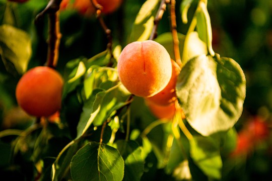 erstrahlen die Obstgärten in kräftigem Orange., © Weinviertel Tourismus / Herbst