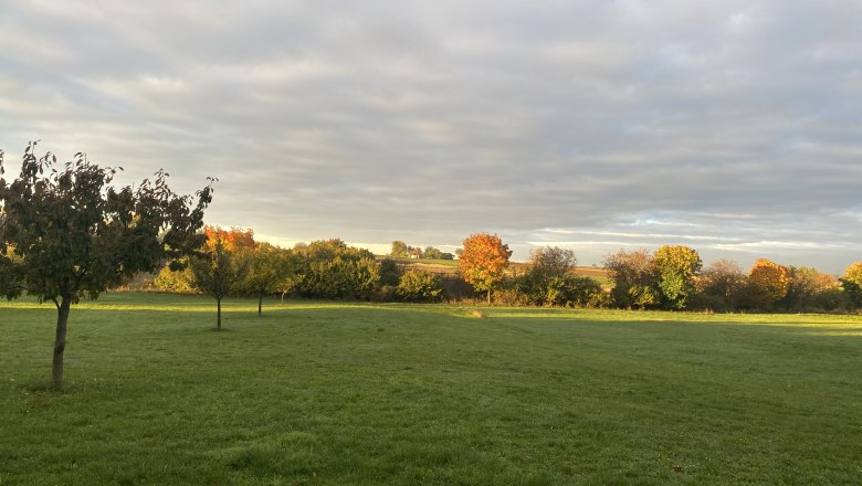 Herbstliche Landschaft mit B&auml;umen auf einer Wiese bei Sonnenuntergang.