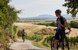 Sanfte Hügel und endlose Weinreben umgeben die Radfahrer, während sie die malerische Landschaft erkunden. Die warme Sonne strahlt über die sanften Wiesen und lädt dazu ein, die frische Luft und die Ruhe der Natur zu genießen.