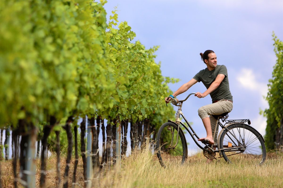 Person auf einem Fahrrad neben einem Weinberg.