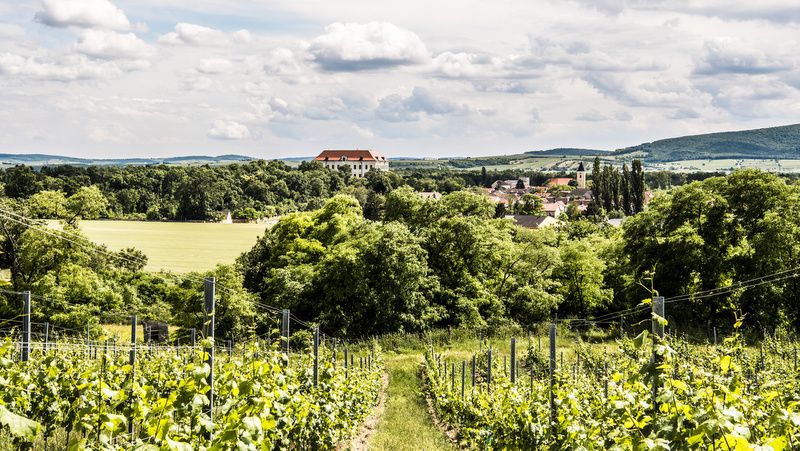 Vinohrady s hradom v pozadí, obklopené zelenou krajinou a zamračenou oblohou.