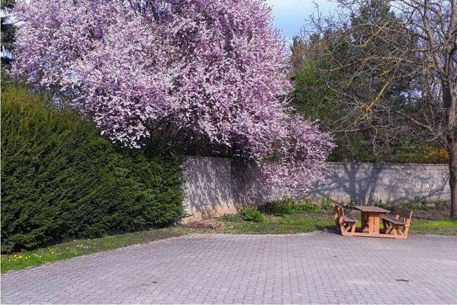 Ein blühender Baum mit rosa Blüten neben einer Steinmauer und einer Holzsitzgruppe auf einem gepflasterten Platz.