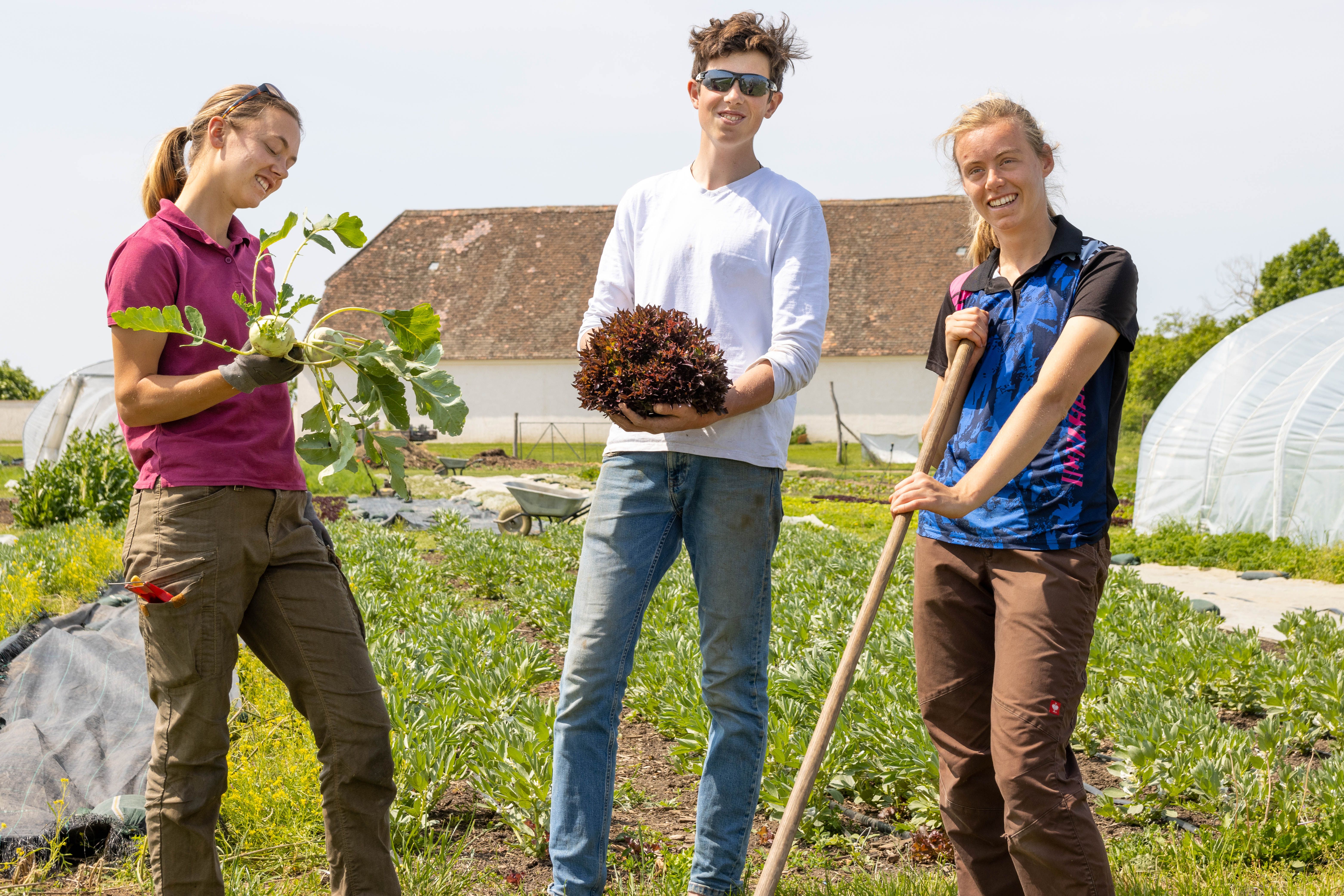 Drei Personen stehen auf einem Feld und ernten Gemüse.