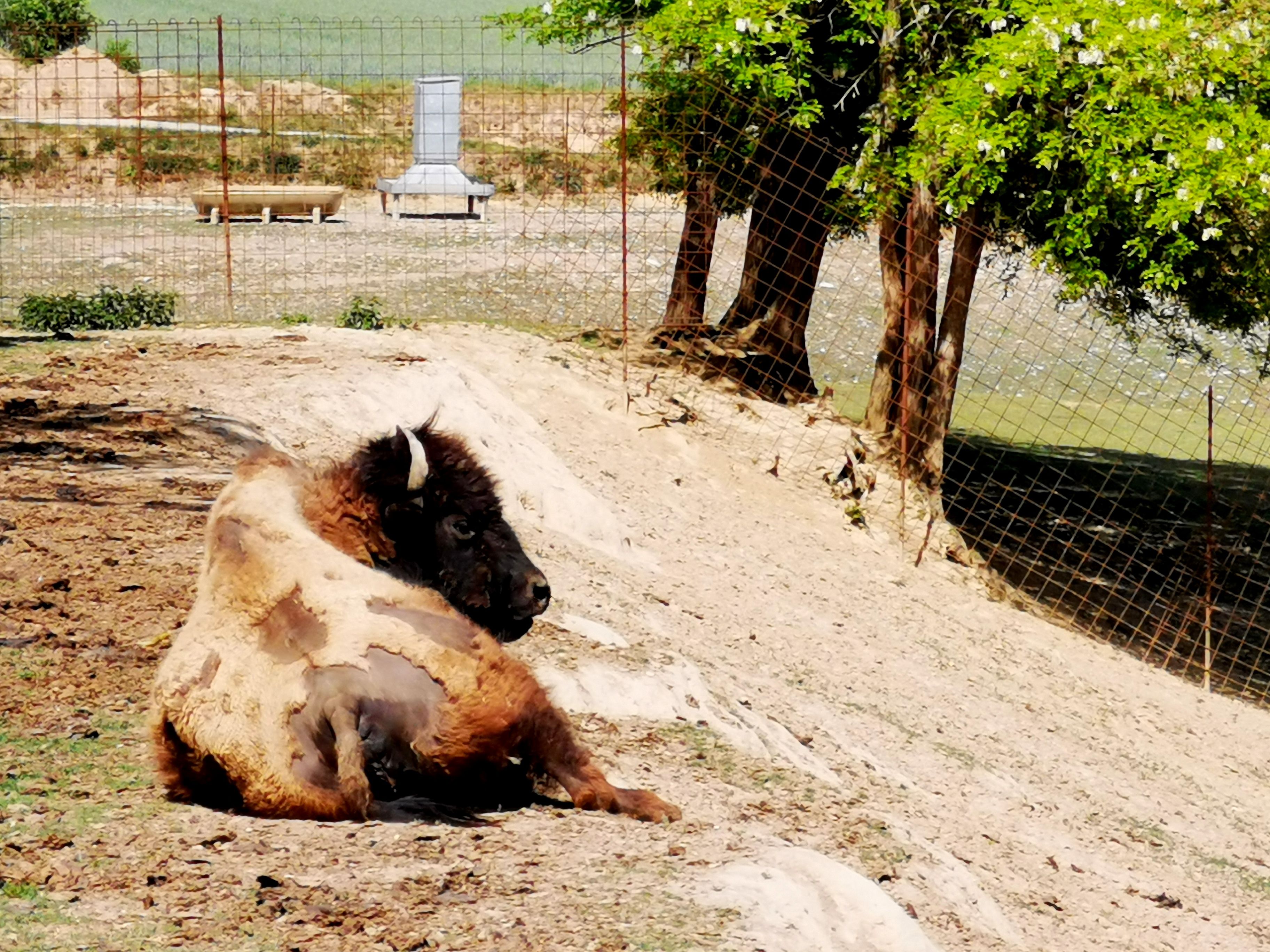 Ein Bison liegt in einem Gehege auf sandigem Boden, umgeben von einem Zaun und Bäumen.