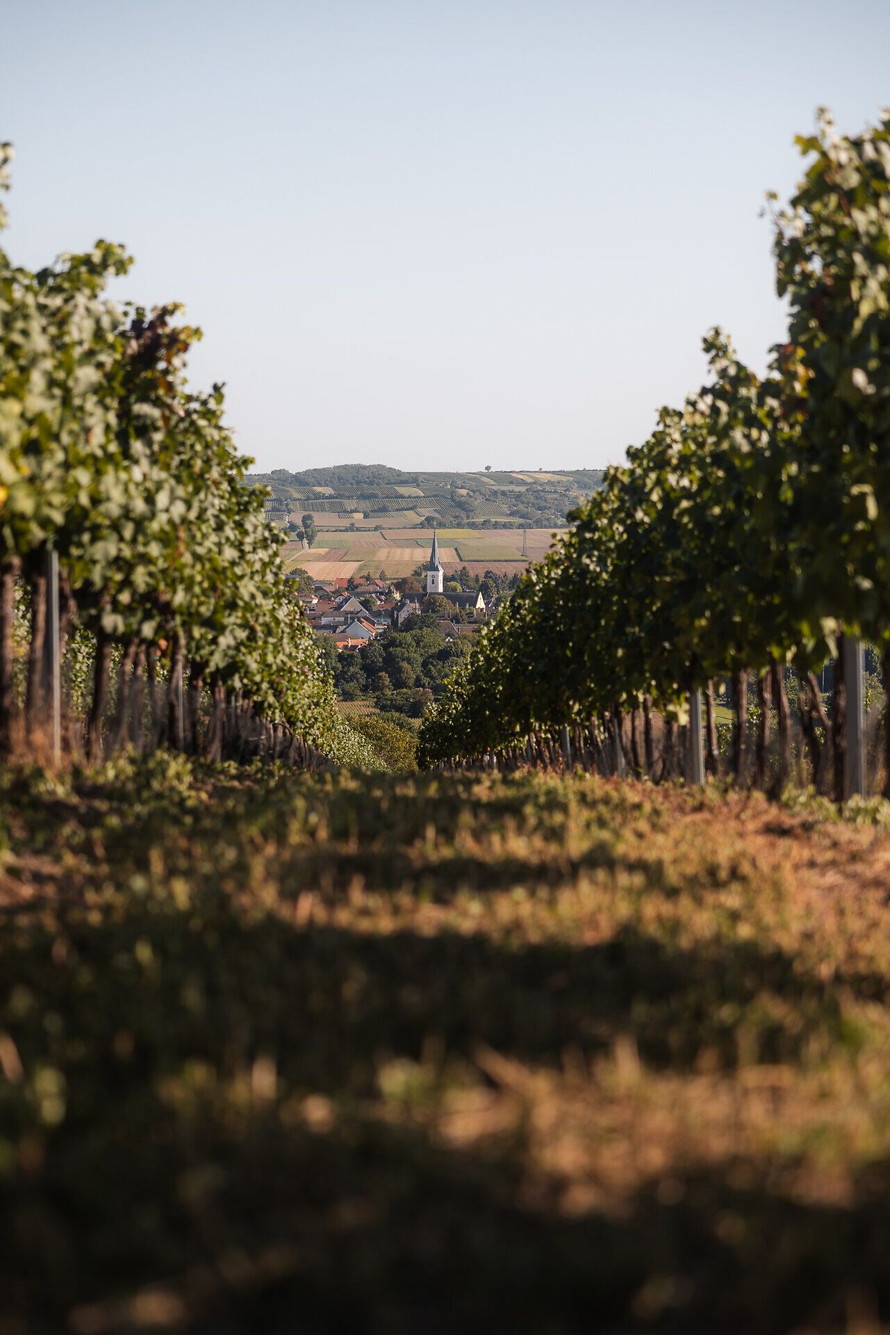 Durch eine Weingartenzeile fällt der Blick auf den Ort Haugsdorf, der Kirchturm ragt empor.
