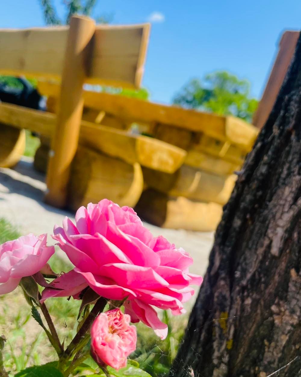 Nahaufnahme von rosa Rosenblüten mit unscharfer Holzbank im Hintergrund.